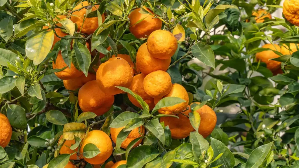 BIOCOMP ile Turunçgil Gübreleme Önerisi
