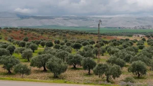 BIOCOMP organomineral gübre ile zeytin ağacı gübreleme önerisi tablosu